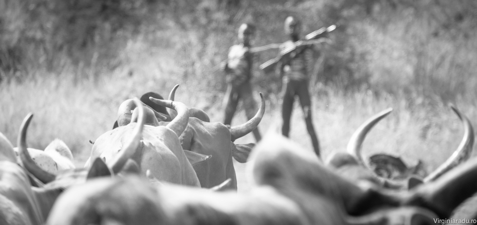 Inca de la varse fragede, baietii sunt invatati sa aiba grija de bovine