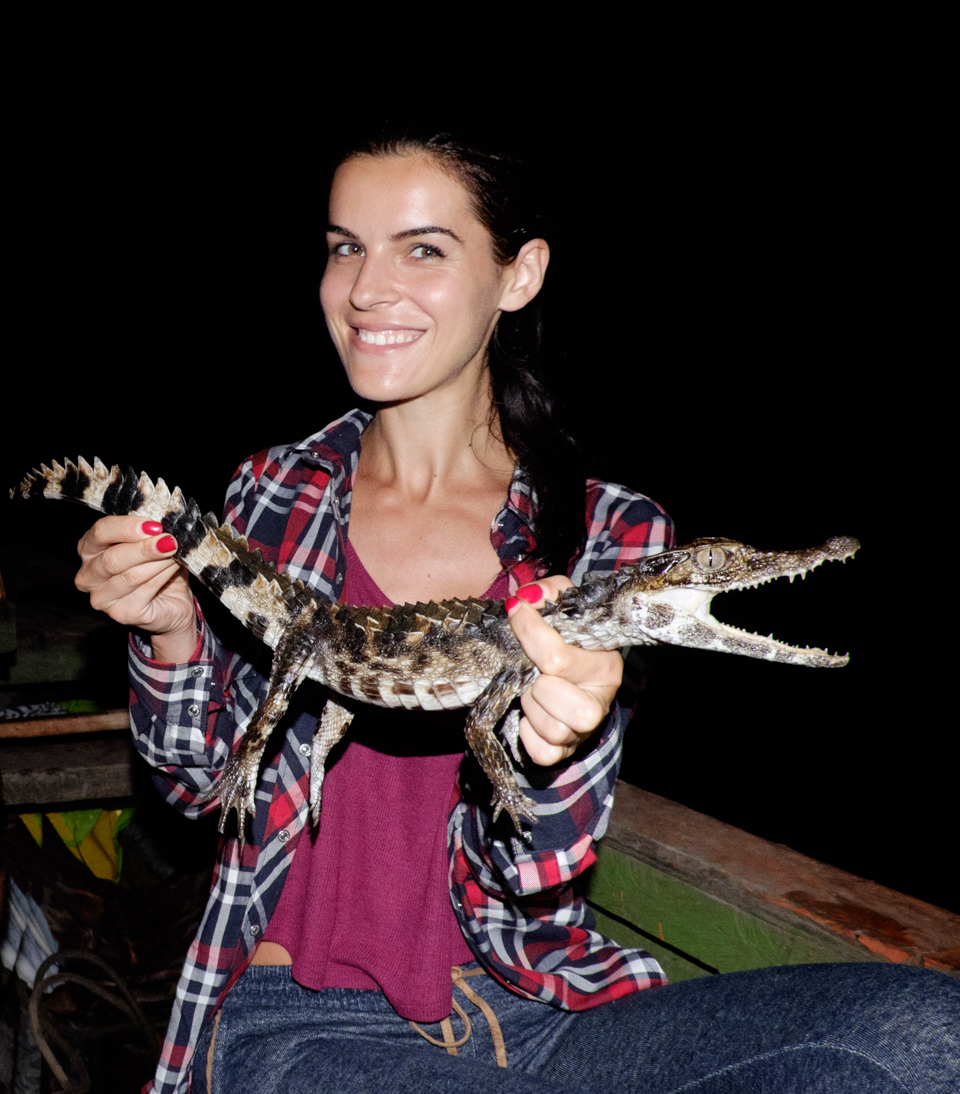 Baby caiman