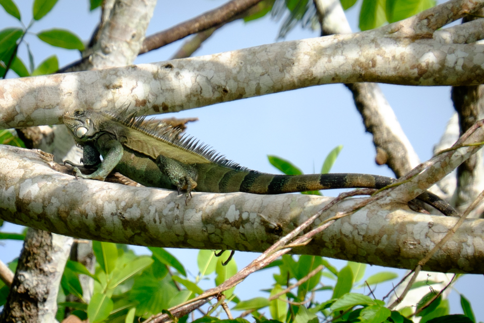 Iguane