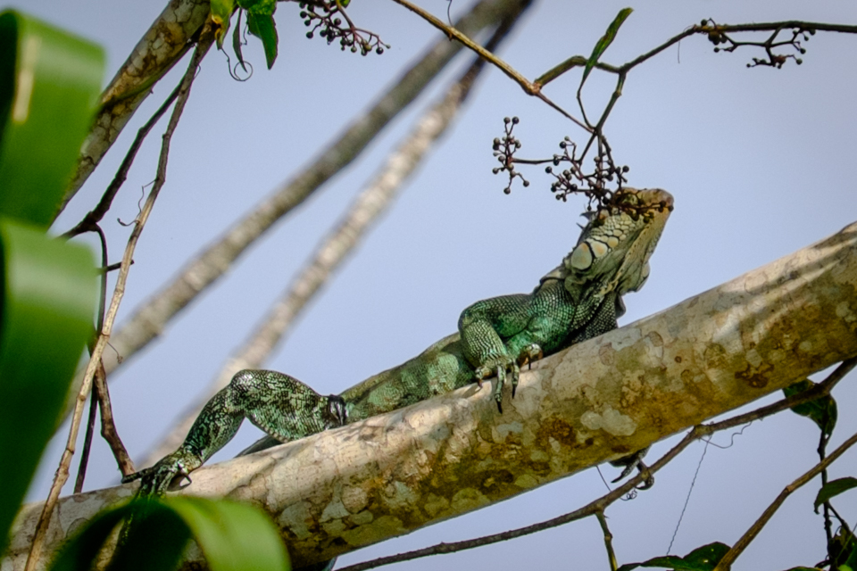 Iguane la tot pasul